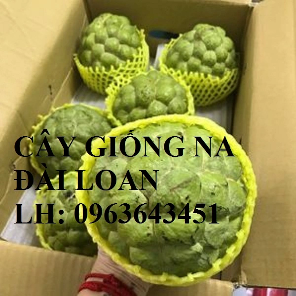 na-đài-loan-300x300.webp