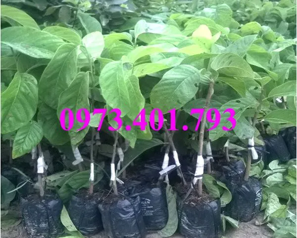 na thai1_result.webp