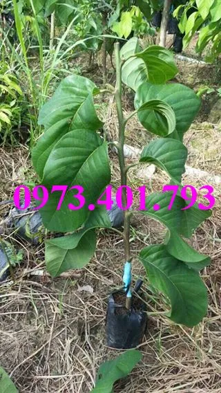 na thái3_result.webp