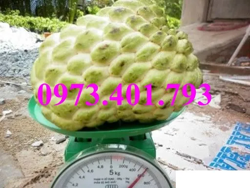 na thai3_result.webp