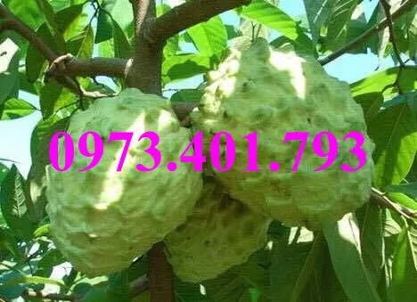 na thai4_result.webp