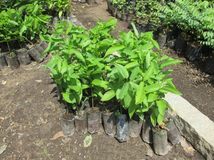 Kỹ thuật trồng và chăm sóc cây na tại nhà