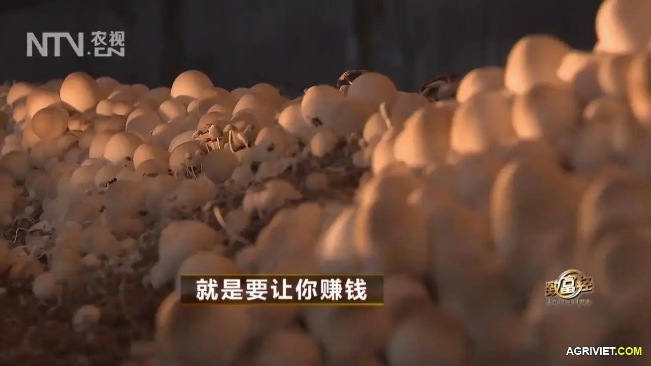 Nam Rom 20141218 . 2 (28).webp