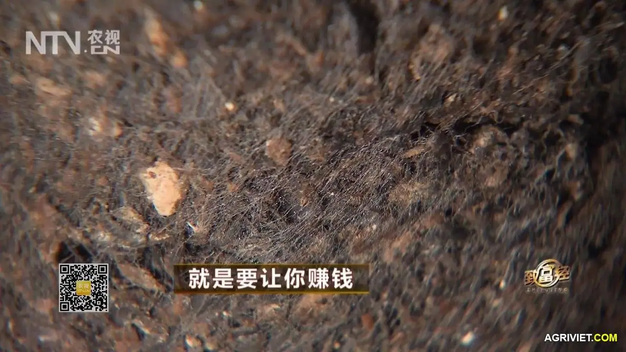 Nam Rom 20141218  (30).webp