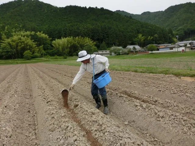 Bón Lót Phân Gì? Phân Gì Thường Hay Dùng Để Bón Lót Tốt?