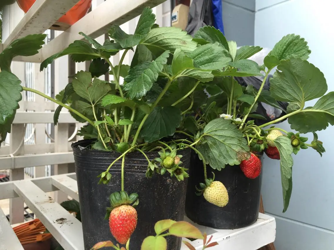 Nên trồng dâu tây vào tháng mấy thì cây phát triển tốt nhất