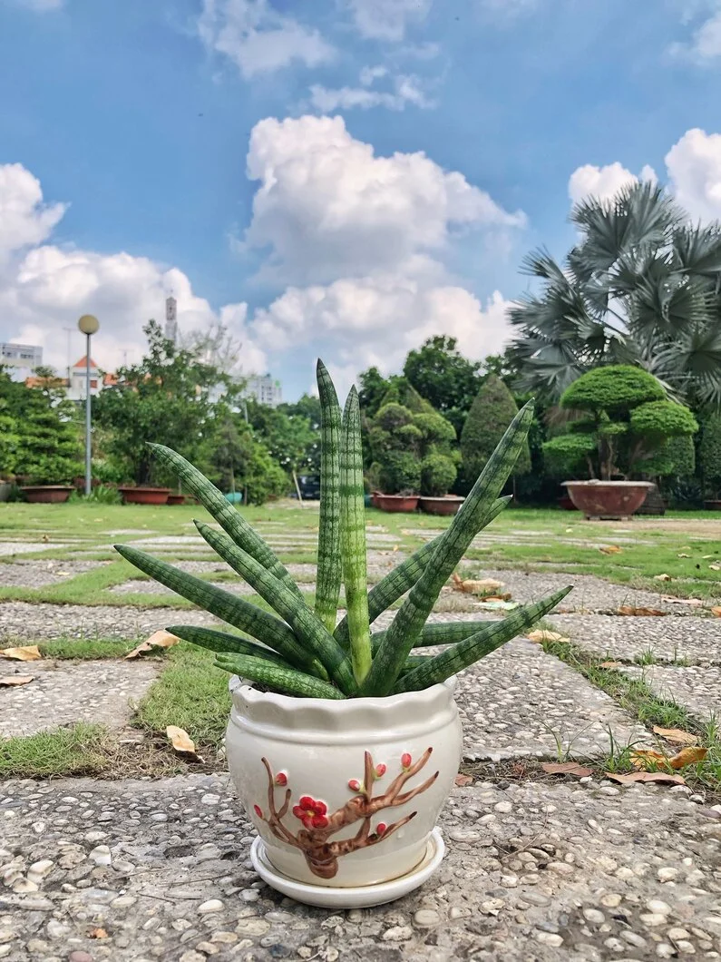 CÁC PHƯƠNG PHÁP NHÂN GIỐNG KIỂNG XƯƠNG RỒNG