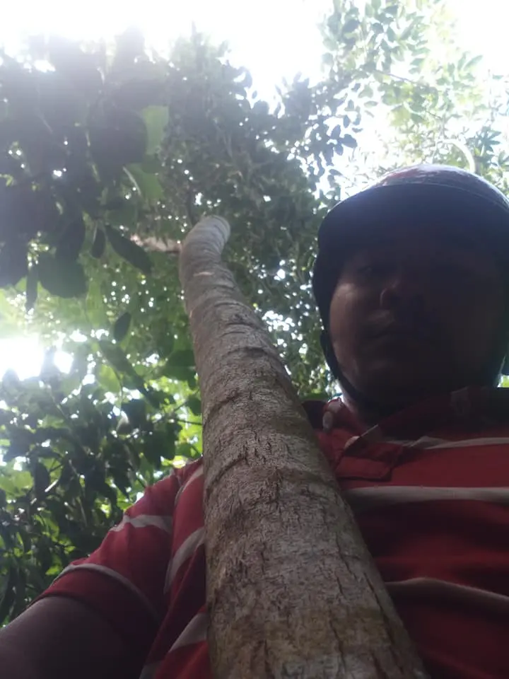 Cây Trắc Đỏ Nhà Em?