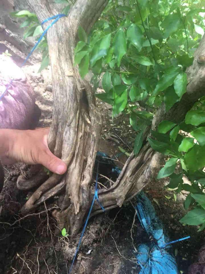 nguyet que 2018 1.webp