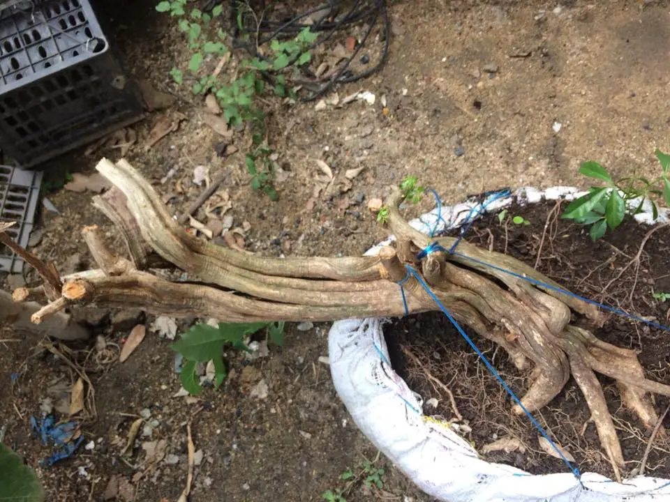 nguyet que 2018 3.webp