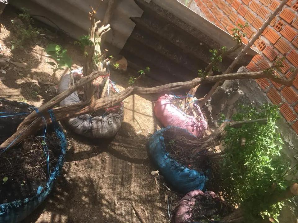 nguyet que 2018 6.webp