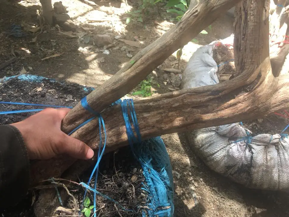 nguyet que 2018 7.webp