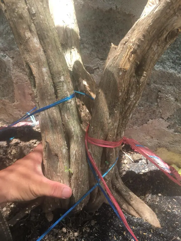 nguyet que 2018 8.webp