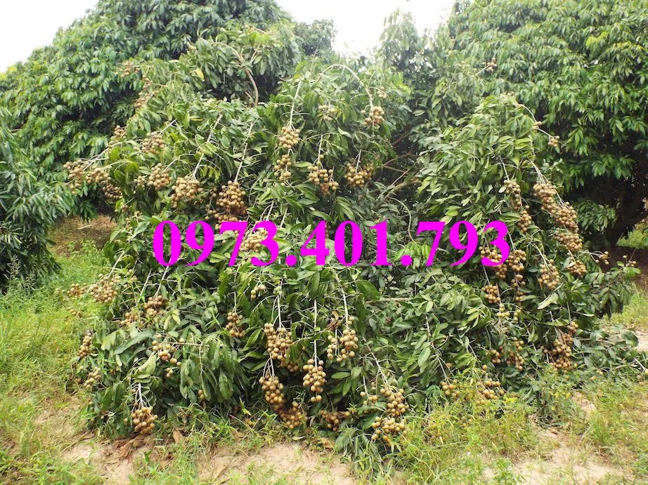 nhãn chiet indo1_result.webp