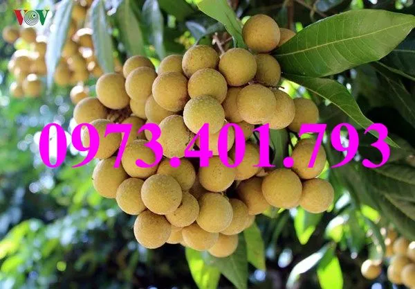 nhãn chiet indo2_result.webp