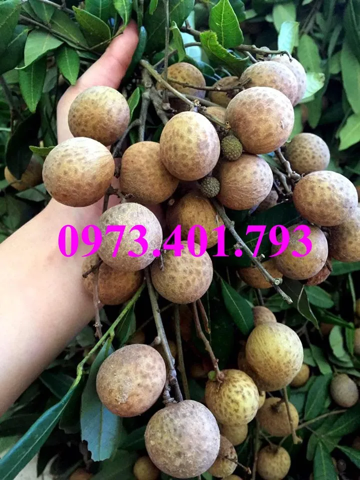 nhãn chiet indo3_result.webp