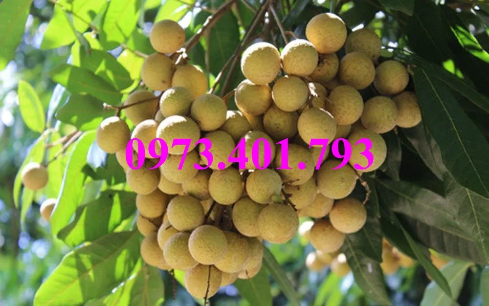 nhãn chiet indo4_result.webp