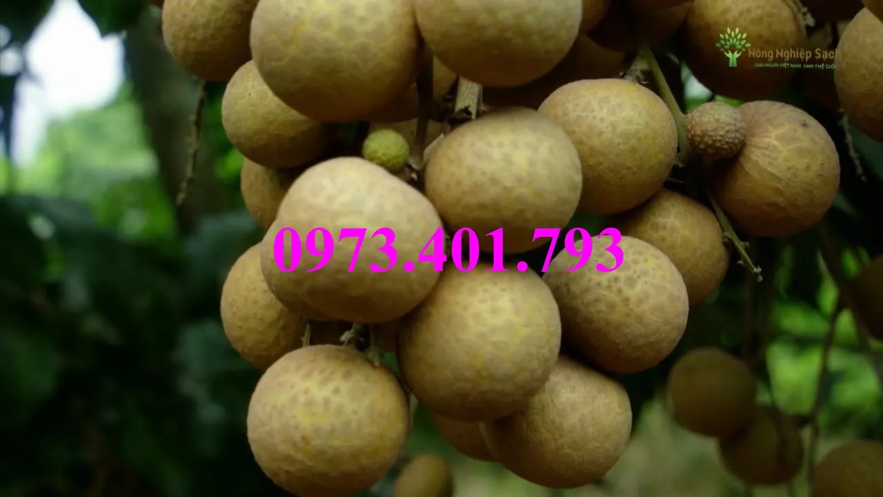 nhãn chiet indo_result.webp