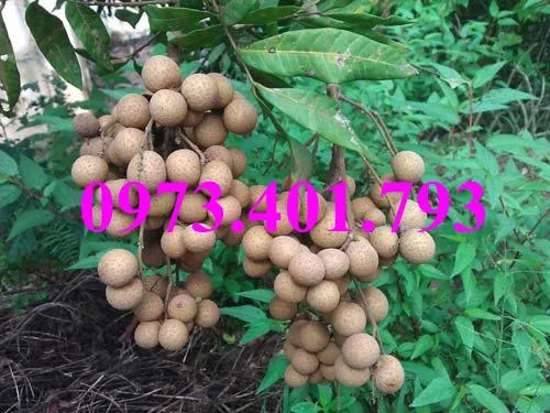 nhan muon1_result.webp