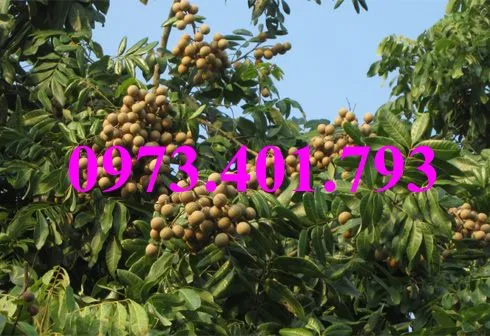 nhan muon3_result.webp