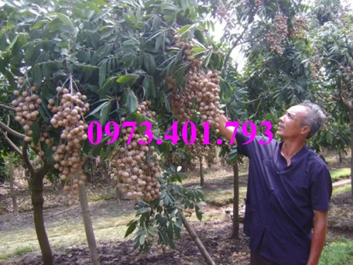 nhan muon5_result.webp