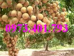 nhan som2_result.webp