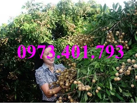 nhan som4_result.webp