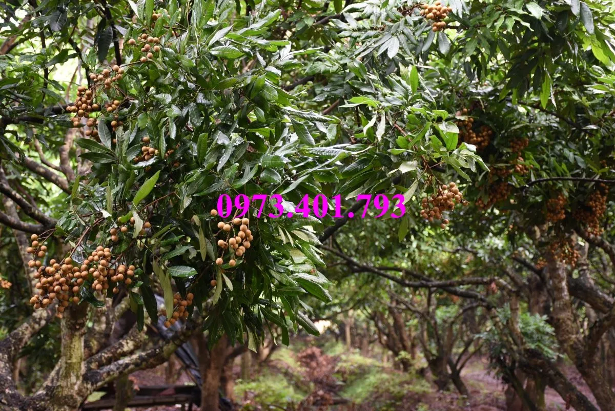 nhan som5_result.webp