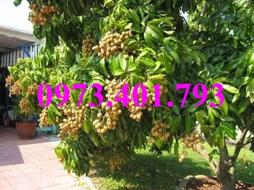 nhan som7_result.webp