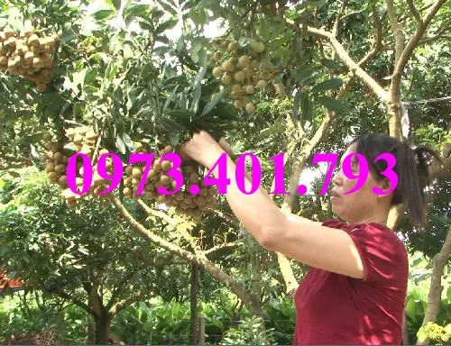 nhan som8_result.webp