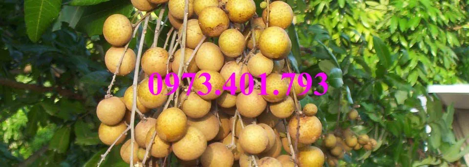 nhan som9_result.webp