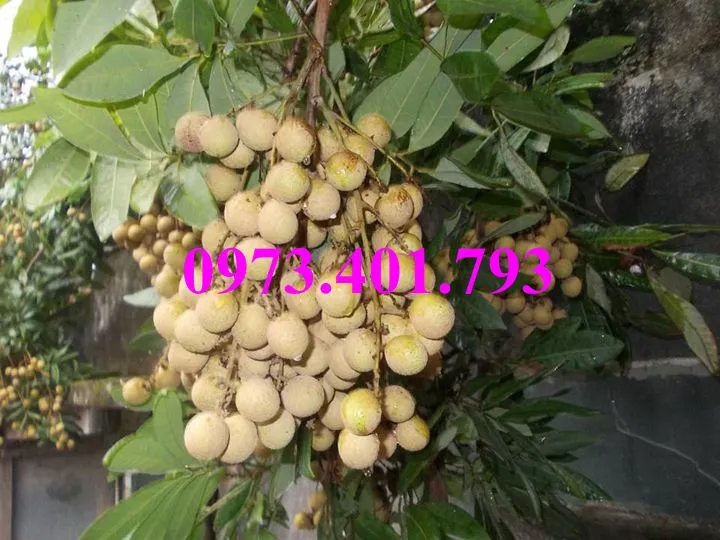 nhan som_result.webp