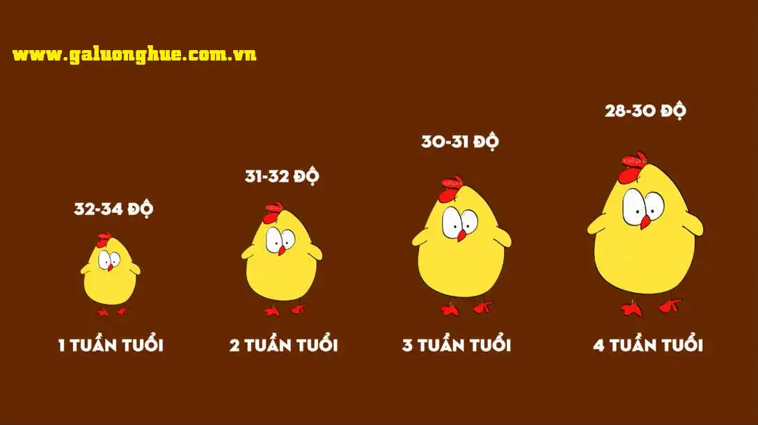 Kỹ thuật úm gà