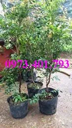 nho thaan go (2)_result.webp