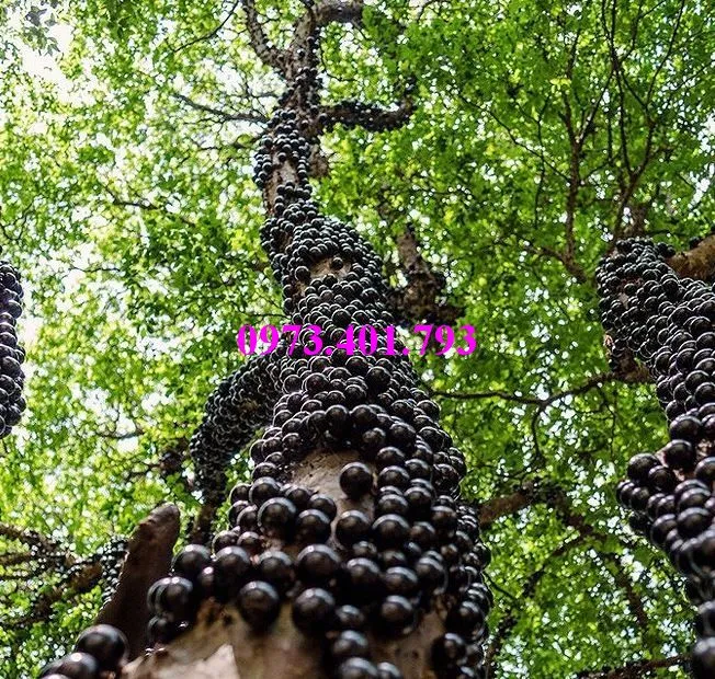 nho thaan go1_result.webp