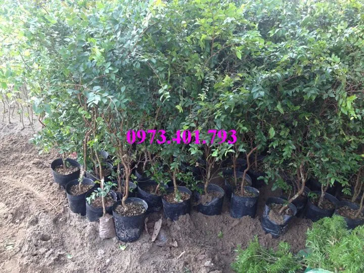 nho thaan go4_result.webp