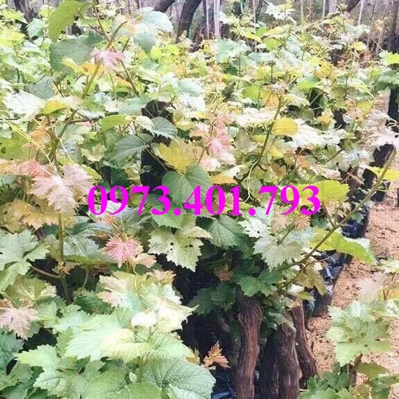 nho tim1_result.webp