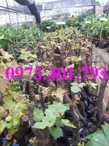 nho tim2_result.webp