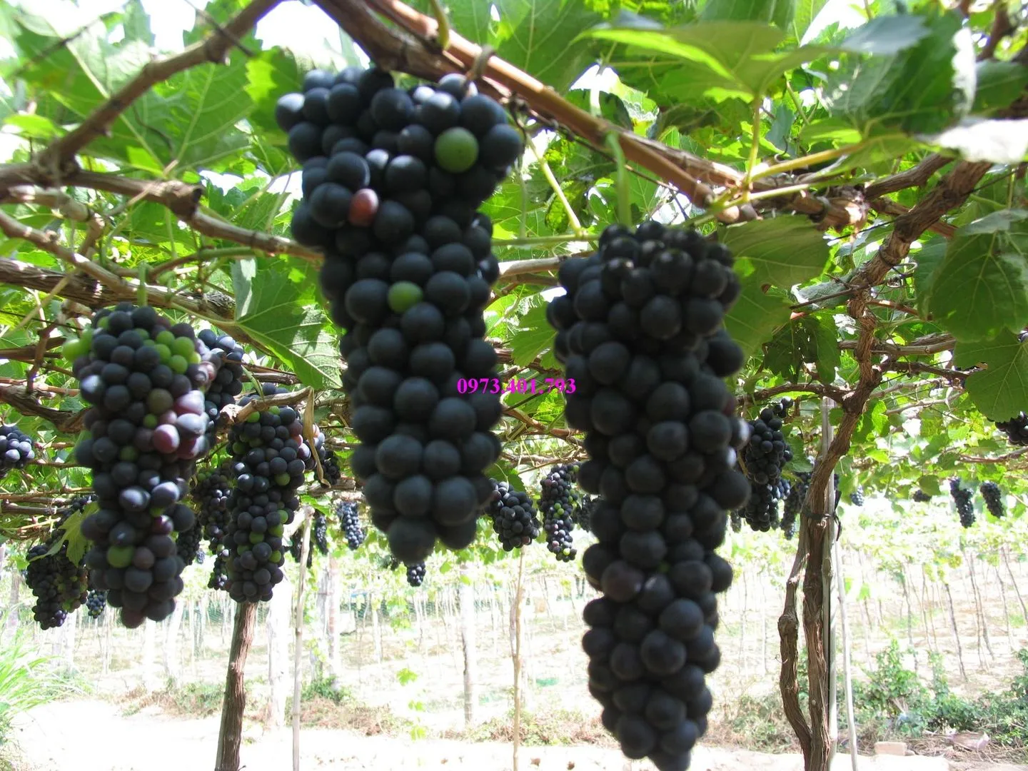 nho tim3_result.webp