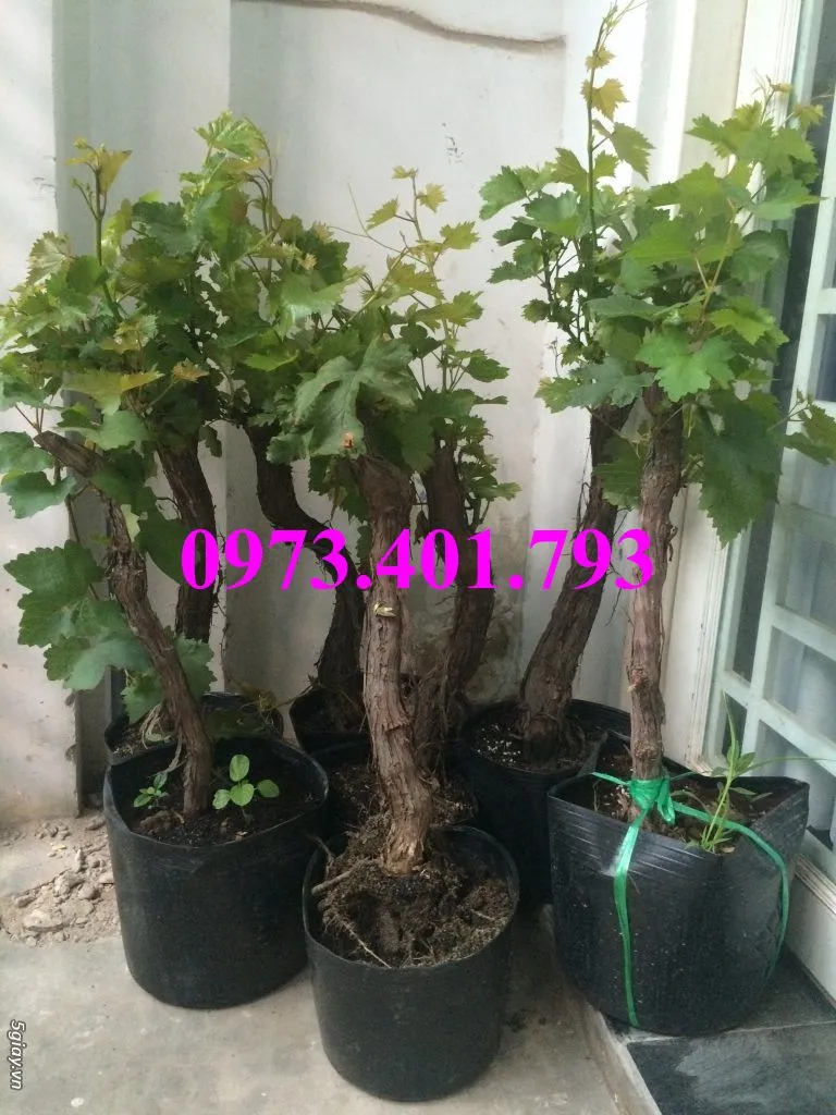 nho xanh10_result.webp