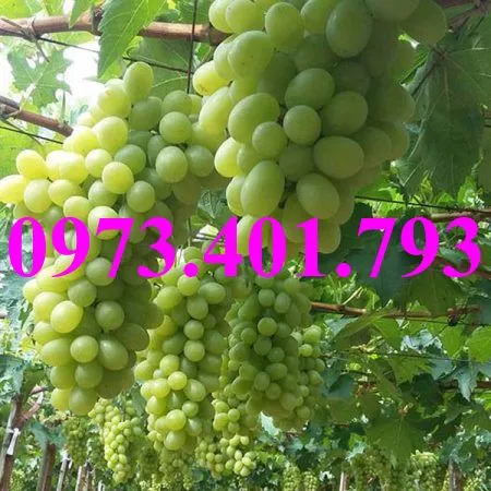 nho xanh_result.webp