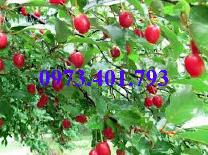 nhót ngot1_result.webp