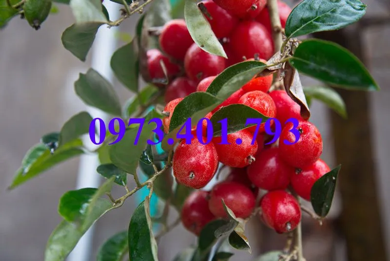 nhót ngot2_result.webp