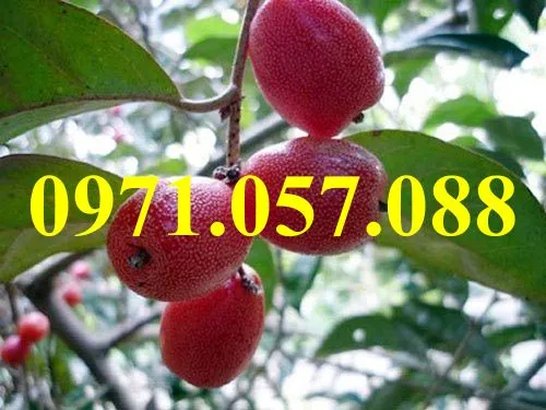 Nhót ngọt2_result.webp