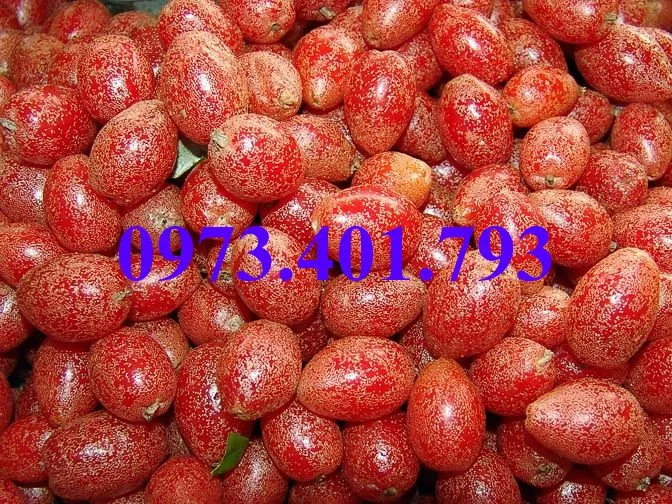 nhót ngot3_result.webp