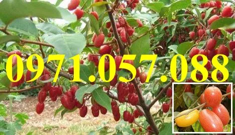 Nhót ngọt3_result.webp