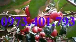 nhót ngot4_result.webp