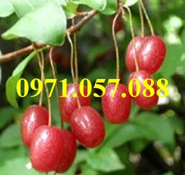 Nhót ngọt4_result.webp