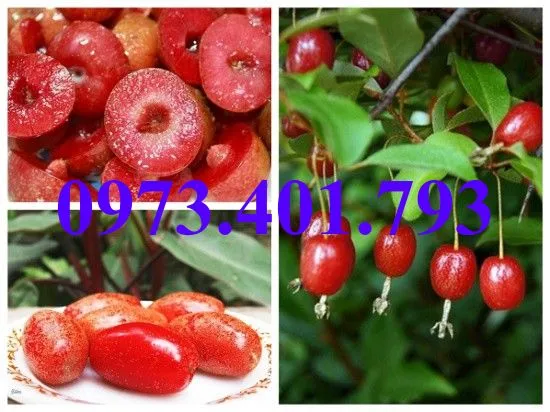 nhót ngot5_result.webp