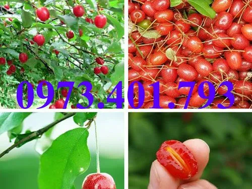 nhót ngot6_result.webp